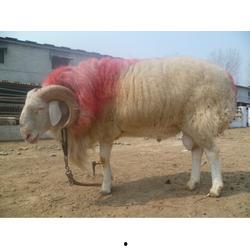 育肥羊爆料视频播放下载,育肥羊视频播放下载背后的惊人真相  第3张