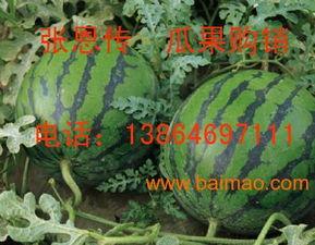 潍坊新瓜最新爆料,揭秘背后惊人真相 第1张 潍坊新瓜最新爆料,揭秘背后惊人真相 第1张